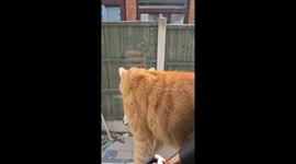 Kitty Comes Home With Cat Food