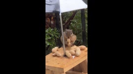 Chipmunk Stuffs Her Face