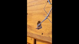 Praying Mantis Catches Bees