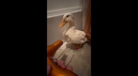 Blow Drying a Duck After Bath Time