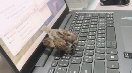 Peck off! Angry bird stops owner from using laptop