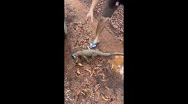 Wild monitor lizard with can stuck on head rescued by locals