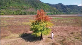 Stunning multi-coloured tree becomes tourist sensation in China