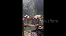 Pandas tuck heads to escape rain in adorable ancestral pose at Chinese zoo