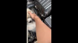 Siberian Husky and Chihuahua both found stuck in car engine