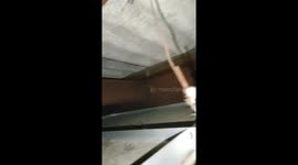 Huge wild python caught in roof rafters of house in Thailand