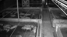 Dozens of pigs wake up as earthquake rattles farm in China