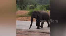 Aggressive elephants in heat spark concern among villagers in Thailand