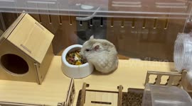 Angry hamster drags bowl back farther after the bowl being moved by owner in China