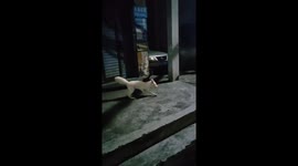 Man mistakes rare white fox for stray cat in wild in China
