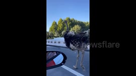 Further Footage: 'Love-struck' ostrich weaves through traffic on bustling road in daring zoo escape