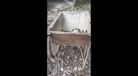 Five puppies cuddle on wheelbarrow pulled around farm