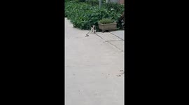 Tabby cat fights with snakes on street's edge in China