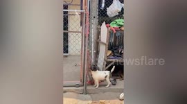 Dog climbs up wire fence to enter home