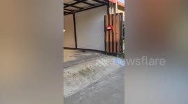 Father chases monitor lizard out of his driveway