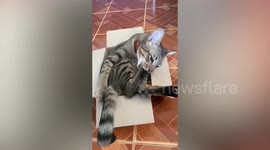 Pet tabby cat bizarrely puts foot in mouth and sucks it