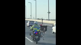 'Love-struck' ostrich weaves through traffic on bustling road in daring zoo escape