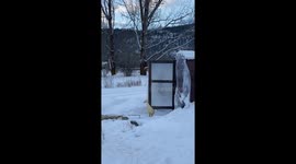 Pet Duck Is Not Impressed by Winter