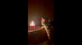 Cat's curious nighttime encounter with candle fire in Kyiv, Ukraine