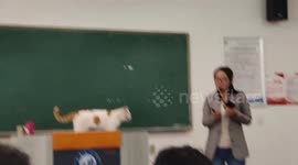 Stray cat interrupts lecture at Xi'an University, professor welcomes furry guest