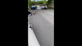Komodo dragon causes traffic jam in Thailand