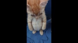 Adorable kitten stands tall on hind legs