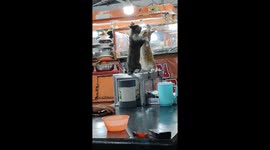 Intense cat standoff: fierce face-off in Pekanbaru, Indonesia