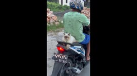 Cat's cool companionship: motorcycle ride in Palangka Raya