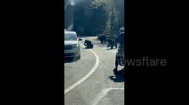 Close encounters with wild bears: driving the Transfăgărășan road in Romania