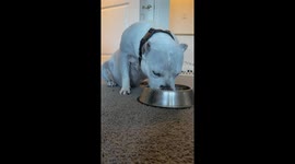 Farkle the Narcoleptic Rescue Dog