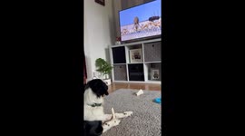 Fierce lioness on TV makes carefree pup feel fr-eye-ghtened
