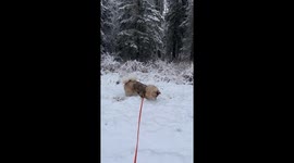 Shrew Escapes Dog's Capture