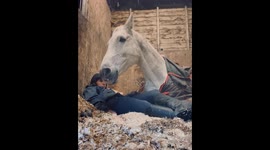 Precious horse abandons all worry and comfortably falls asleep on caring human