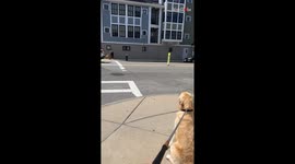 Cute dog best friends reunite when their owners take them out for a walk