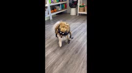 Cute little dog tries on different costumes for Halloween *Wholesome Video*
