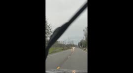 Elk Herd Crossing The Highway