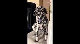 Cute Dalmatian gives mommy a sweet hug after she gets angry with it