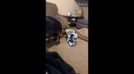 Reserved Dalmatian won't let her doggo friends take her bone