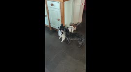 Goofy puppy humors owner by getting spooked by a plastic spoon