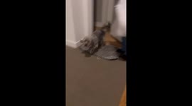 Dog Is Ecstatic to Be Reunited With College Student