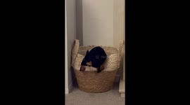 Tiny Dog Can't Handle Large Basket