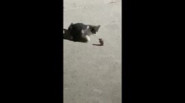 A Game Of Cat And Mouse