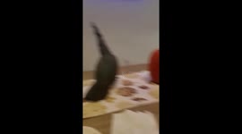 Feisty Samson: mischievous black palm cockatoo throws fall decorations off the table