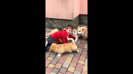 Timofey's heartwarming playtime with adorable 3-month-old corgi puppies