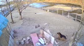 Dog narrowly avoids being buried alive as kennel collapses in China