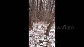 Chinese motorist spots wild Siberian tiger on roadside