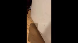 Skin-crawling scene as woman on toilet watches large spider kill another