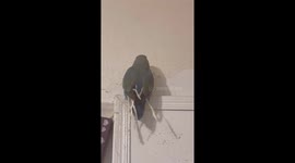 Parrot dresses itself with strips of wallpaper