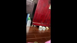 Clumsy pet cat gets itself stuck under closet