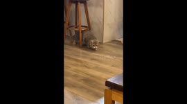 Cat looks crestfallen when it fails to catch fly